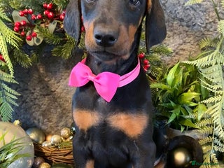 Dobermann dogs KC REGISTERED HEALTH TESTED EUROPEAN DOBERMAN PUPS - Advert 2