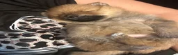 Pomchi dogs for sale: Teddy bear Pomeranian puppies - Advert 10