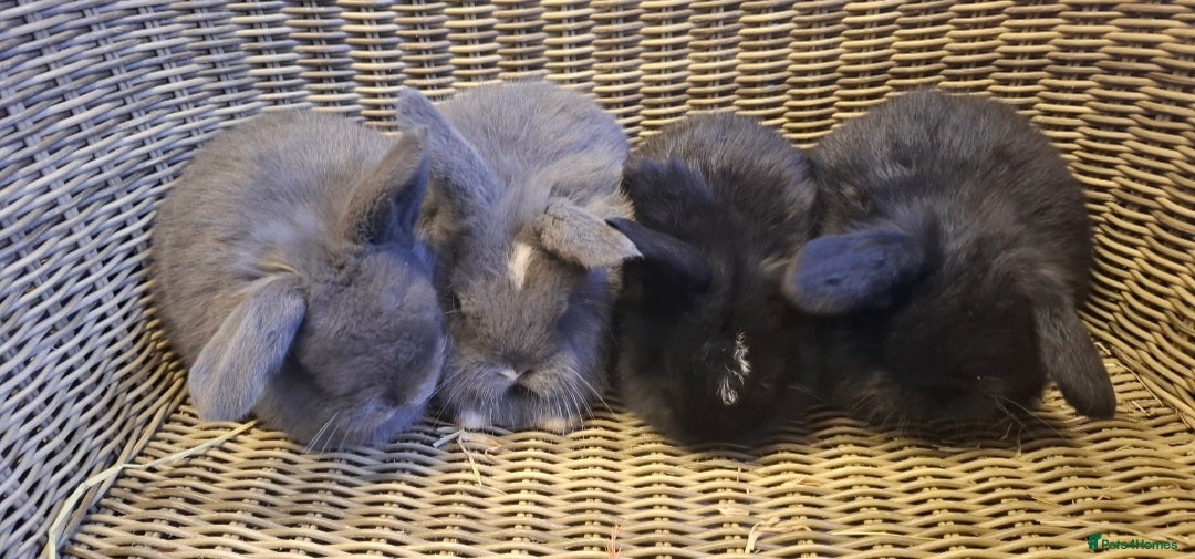Mini Lop rabbits for sale: Bundle of fluffs ready to be reserved  - Advert 1
