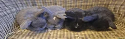 Mini Lop rabbits for sale: baby mini lop boys for sale - Advert 1