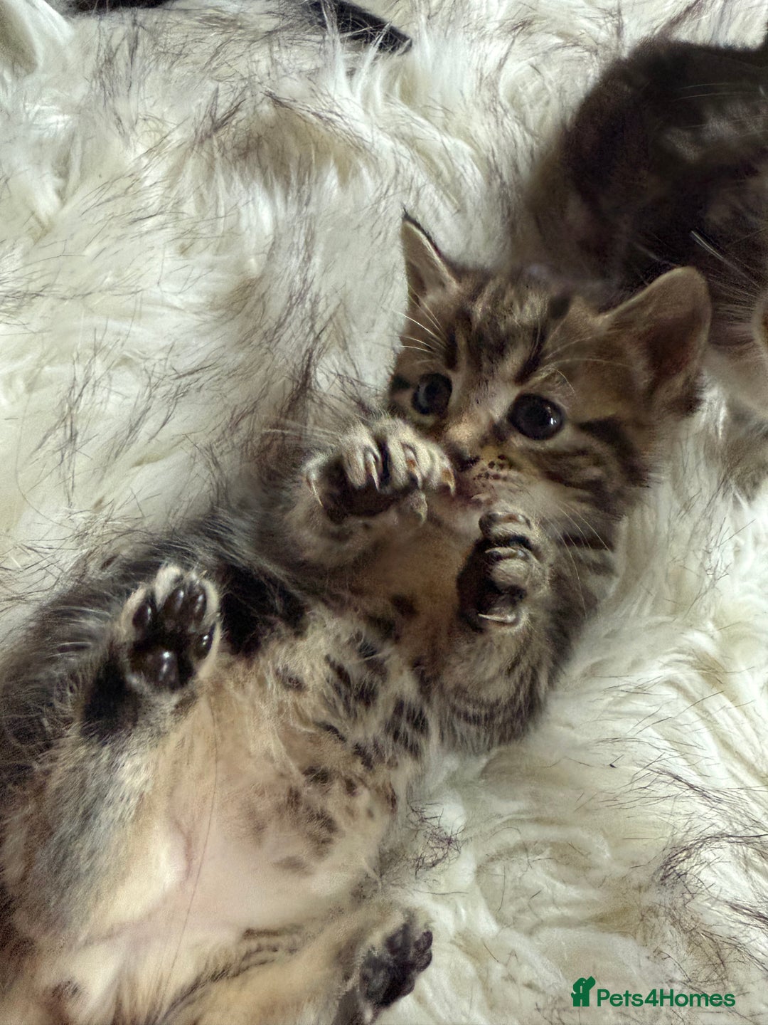Bengal cats for sale: Bengal mix - Image 7