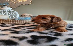 Cavapoo dogs for sale: Gorgeous Health Tested Cavapoo F1B Puppies - Image 19