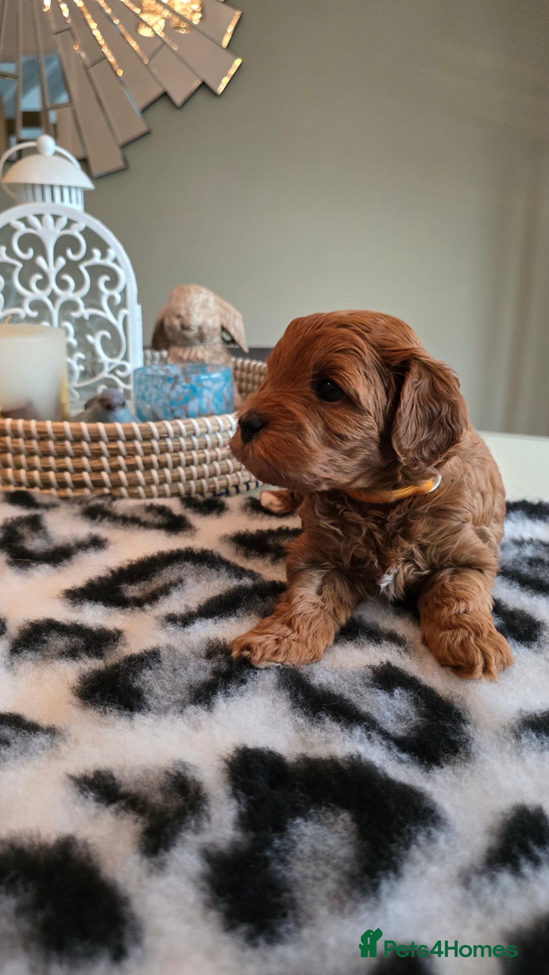 Cavapoo dogs for sale: Gorgeous Health Tested Cavapoo F1B Puppies - Image 19