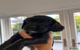 Sprocker dogs for sale: Sprocker spaniels F1 Ready 2nd October - Image 9