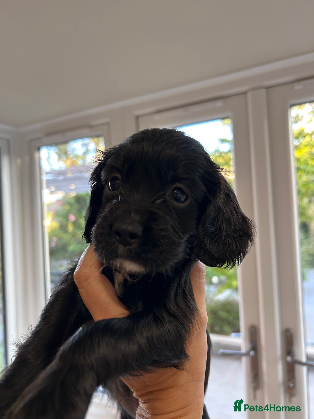 Sprocker dogs for sale: Sprocker spaniels F1 Ready 2nd October - Image 9