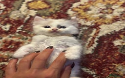 Ragdoll cats for sale: Pure fluffy Ragdoll kittens looking for5 star home - Image 15