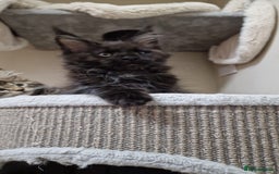 Maine Coon cats for sale: 🥰MC Kittens🥰 - Image 20