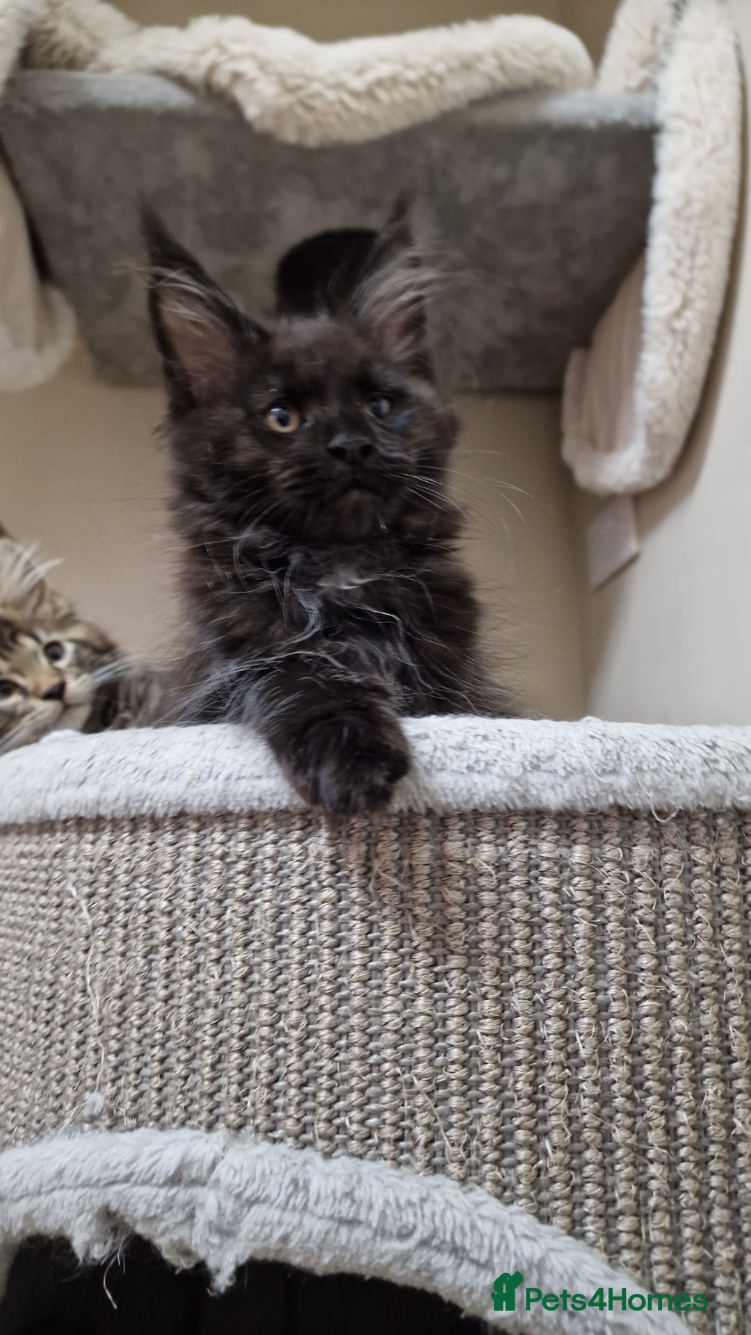 Maine Coon cats for sale: 🥰MC Kittens🥰 - Image 20
