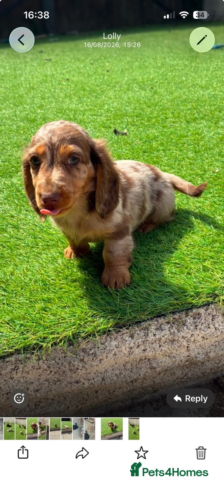 Miniature Dachshund dogs KC REG Long Haired Miniature Dachshunds  - Advert 6