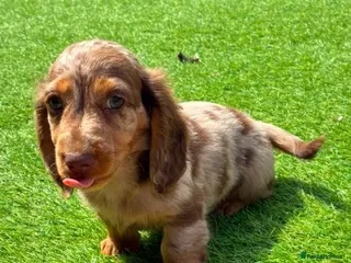 Miniature Dachshund dogs KC REG Long Haired Miniature Dachshunds - Advert 6
