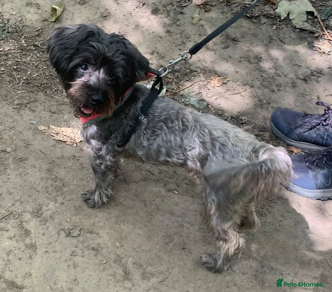 Mixed Breed dogs for sale: Minnie - female crossbreed in Doncaster - Advert 3