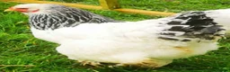 Chickens poultry for sale: POL Chickens stunning Purebreeds for sale in Callington - Advert 18