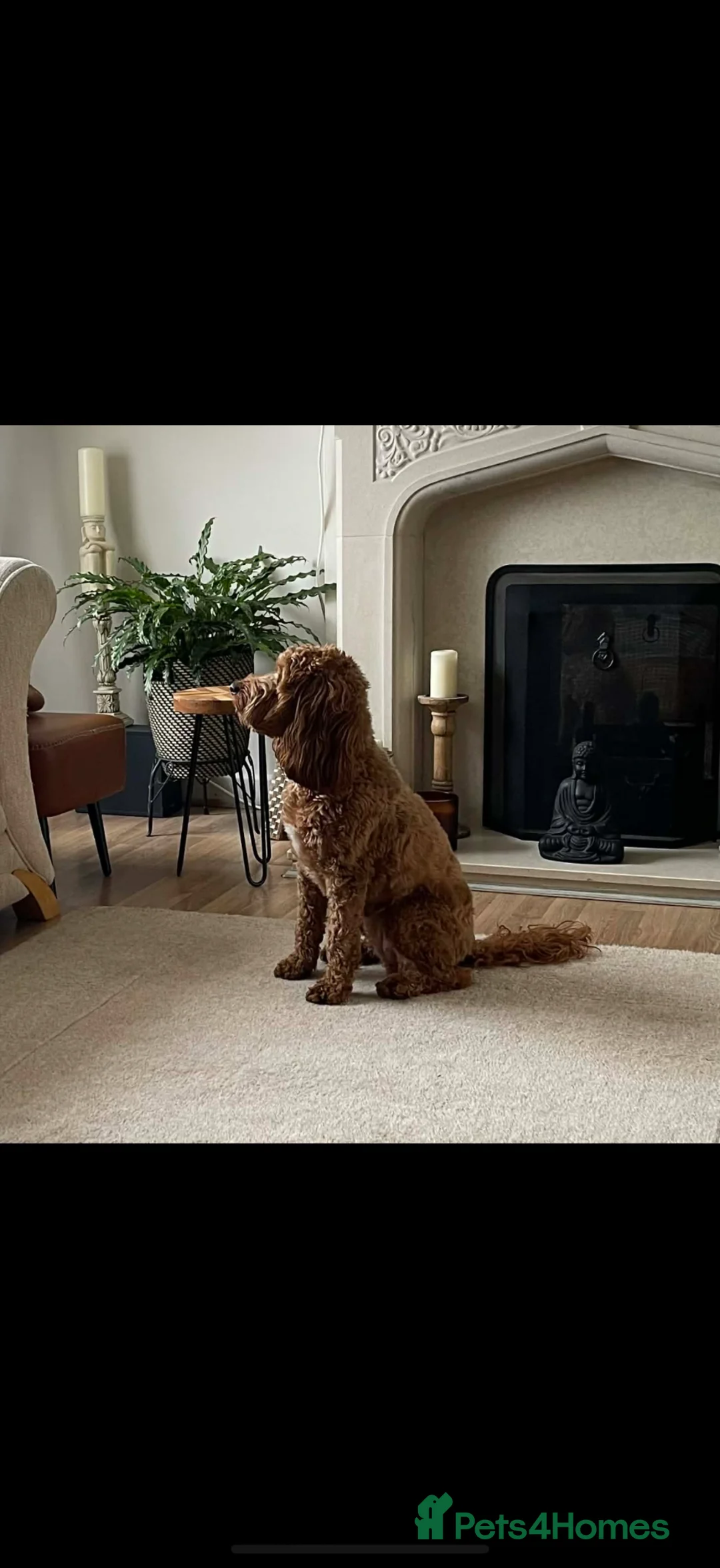 Cockapoo dogs for sale: Copper cockapoo - Advert 4