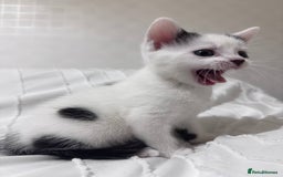 Mixed Breed cats for sale: 3 beautiful kittens looking for new home - Image 7