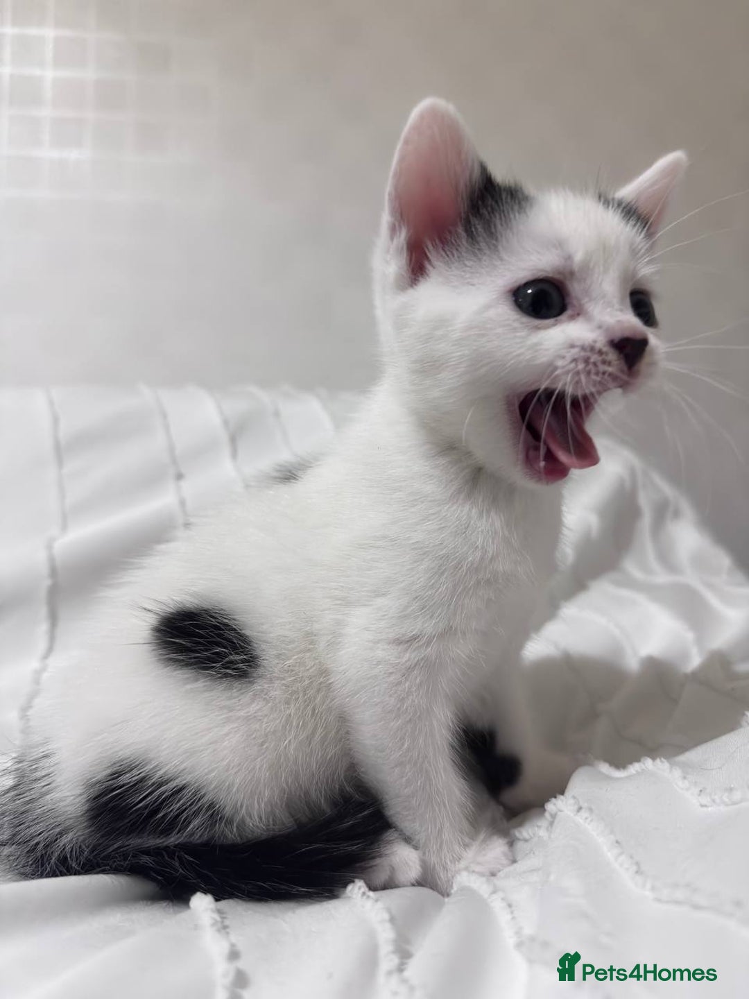 Mixed Breed cats for sale: 3 beautiful kittens looking for new home - Image 7