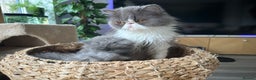 Persian cats for sale: GCCF Active Registered Bicolor Persian - Advert 3