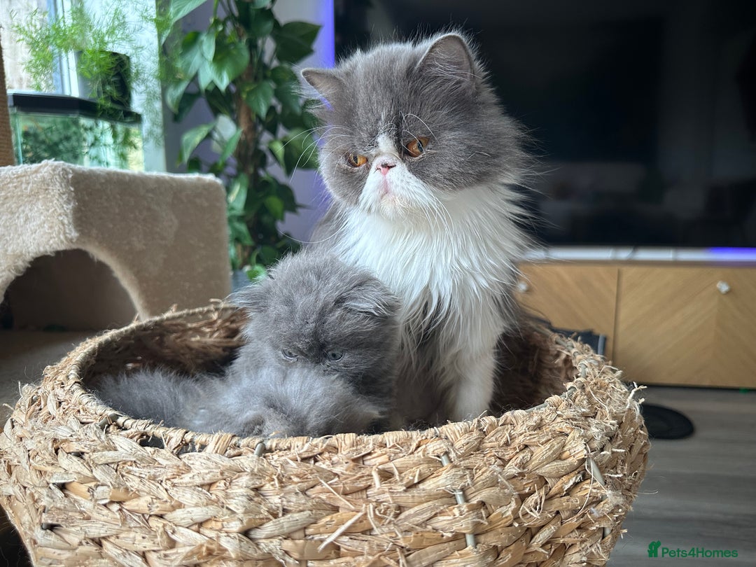 Persian cats for sale: GCCF Active Registered Bicolor Persian - Advert 3