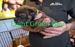 Mixed Breed dogs for sale: Beautiful Chow-Pei Puppies - Image 5