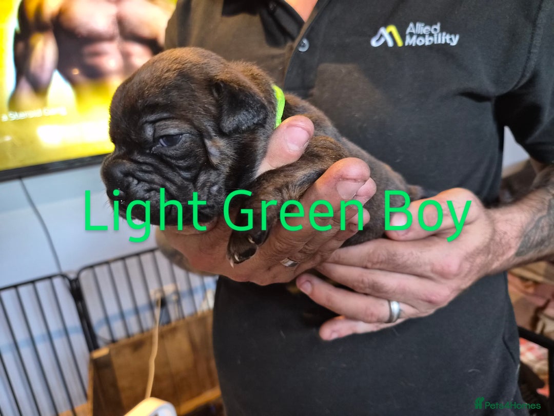 Mixed Breed dogs for sale: Beautiful Chow-Pei Puppies - Image 5