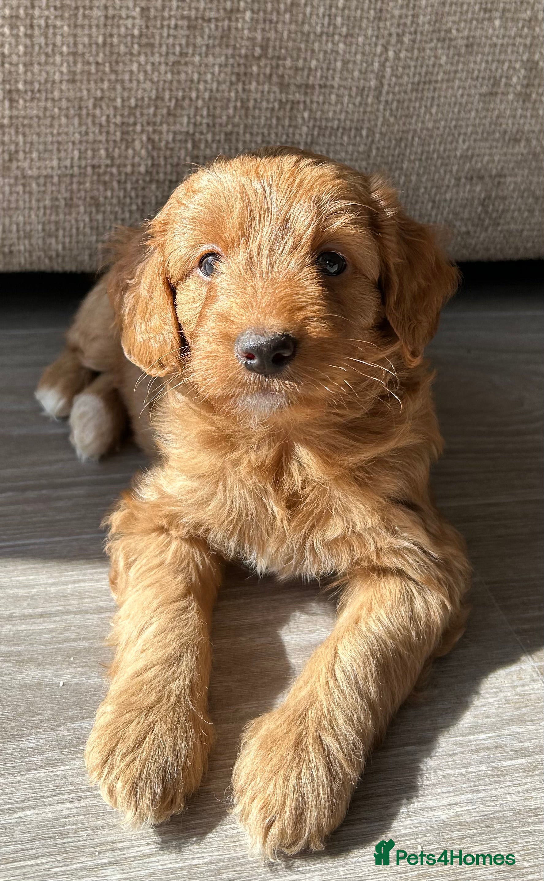 Mixed Breed dogs Tollerdoodle - Advert 16