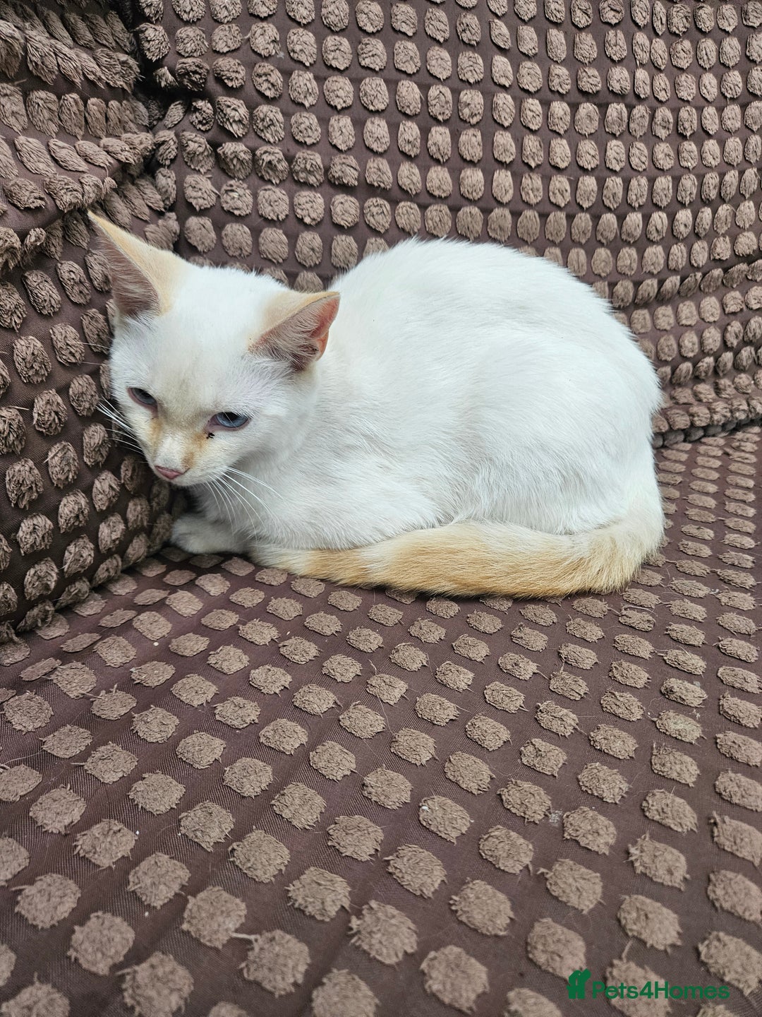 Ragdoll cats for sale: Cat 1 male - Image 8