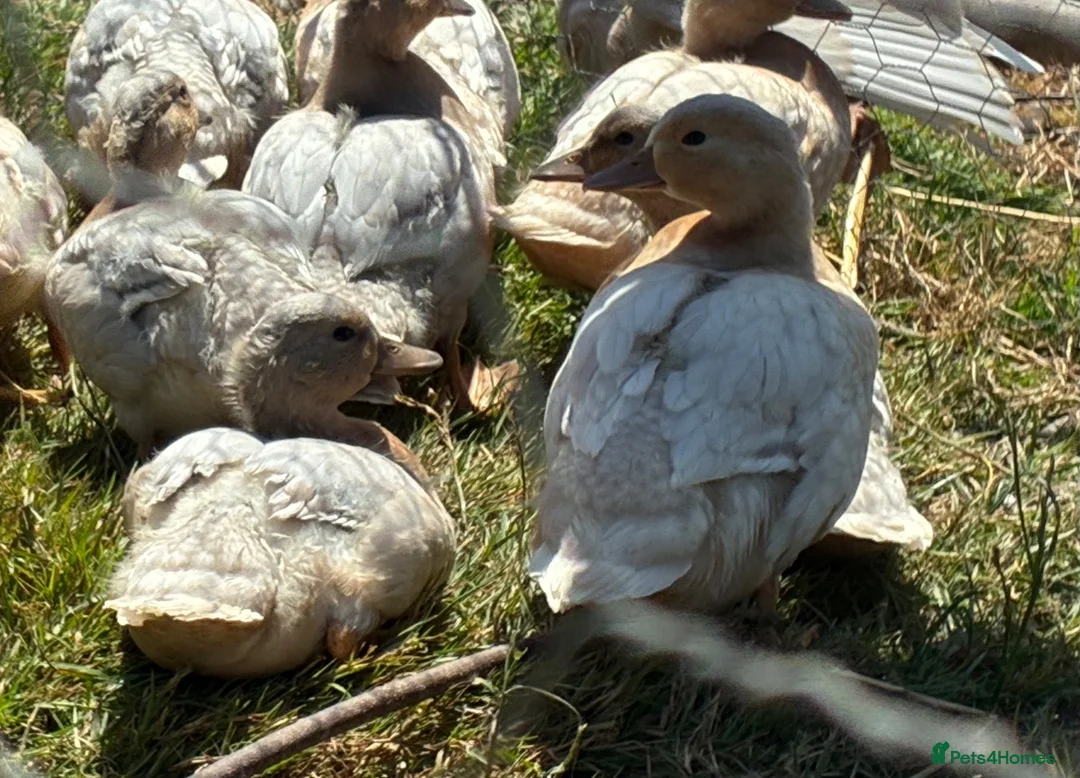 Ducks poultry for sale: Pure Bred Apricot Call Duck Ducklings for sale - Advert 2
