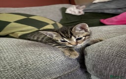 Mixed Breed cats for sale: 5 beautiful kittens for sale - Image 6