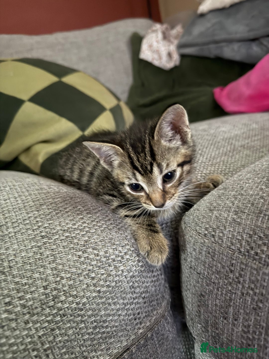 Mixed Breed cats for sale: 5 beautiful kittens for sale - Image 6