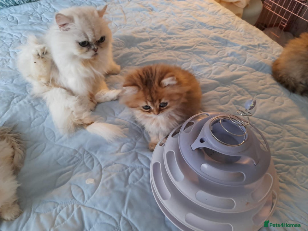 Persian cats for sale: Golden Persian Kittens for sale  - Advert 1
