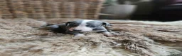 Whippet dogs for sale: Exquisite litter of whippet puppies  in Ormskirk - Advert 20