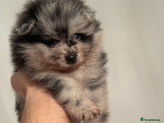 Pomeranian dogs - Advert 3