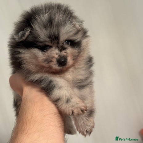 Pomeranian dogs - Advert 1