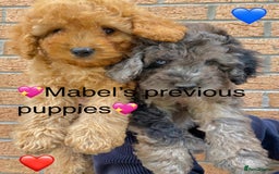 Cavapoo dogs for sale: 💖 F1B Cavapoo Puppies FULLY DNA TESTED 💖 - Image 38