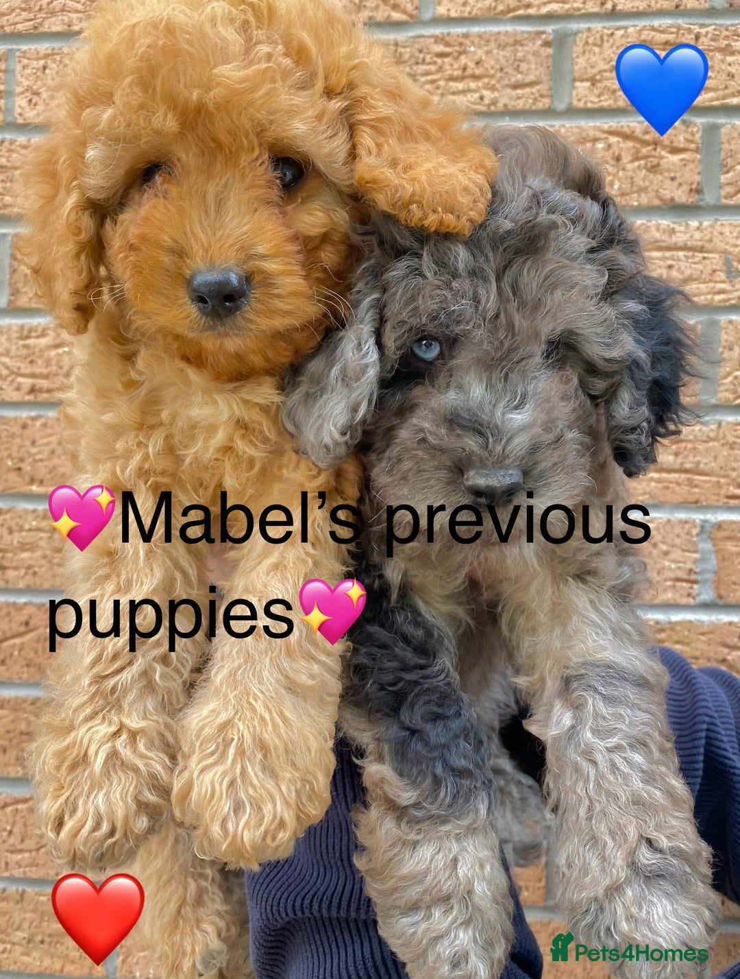 Cavapoo dogs for sale: 💖 F1B Cavapoo Puppies FULLY DNA TESTED 💖 - Image 38