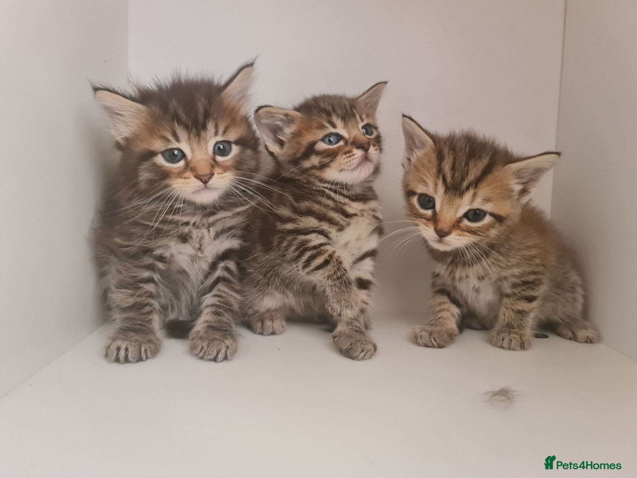 Mixed Breed cats 5 kittens for sale  - Advert 1