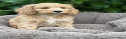 Cockapoo dogs for sale: 💗 Two females ready now 💗 - Advert 4