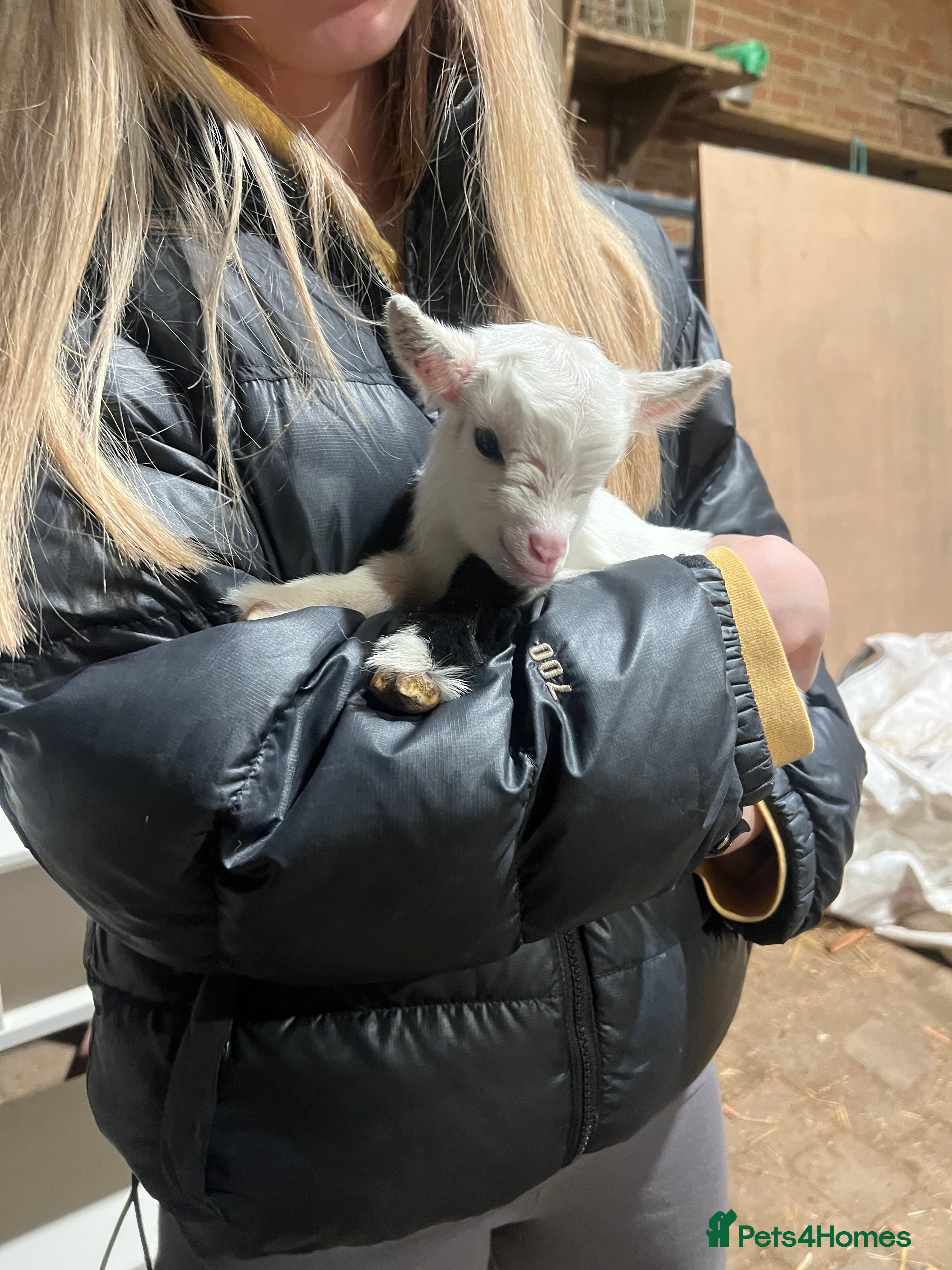 Goats livestock Pigmy girl twins for sale  - Advert 9