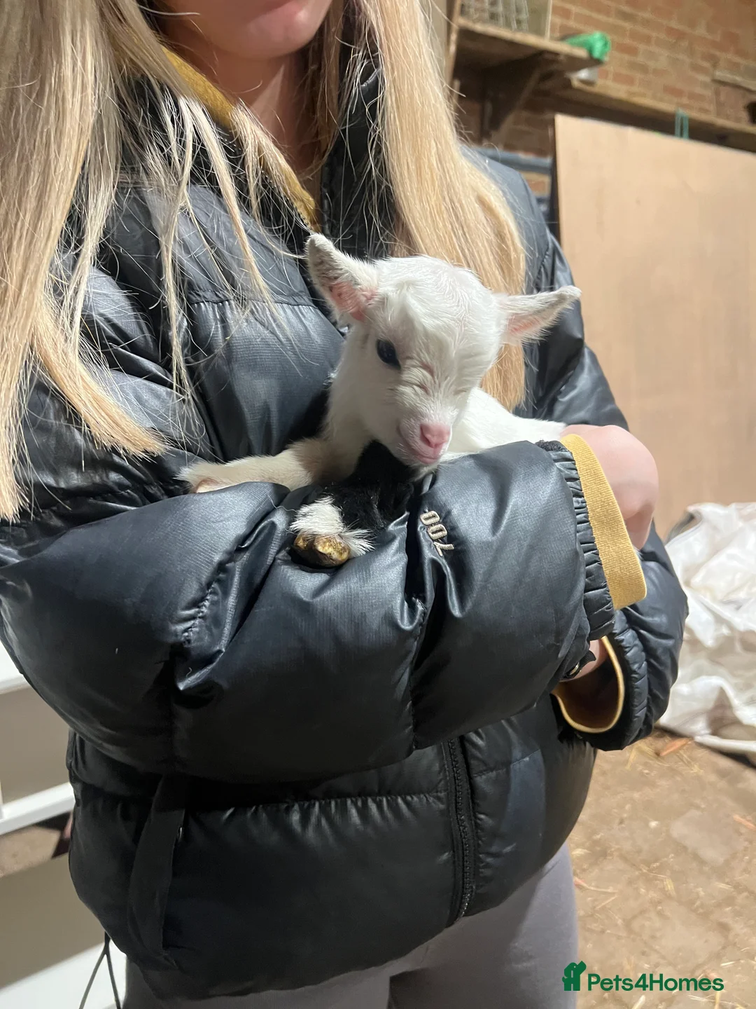 Goats livestock for sale: Pigmy girl twins for sale  - Advert 1