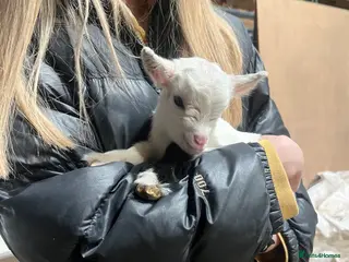 Goats livestock Pigmy girl twins for sale - Advert 10