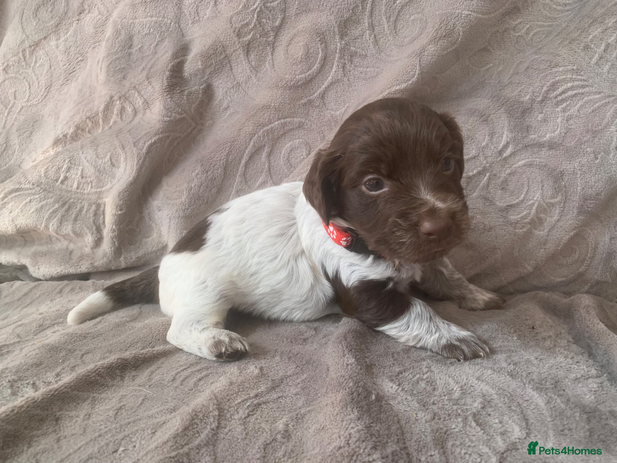 Mixed Breed dogs  german shorthaired pointer/ - Advert 1