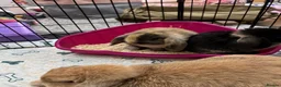Mini Lop rabbits for sale: Mini lop babies - Advert 1