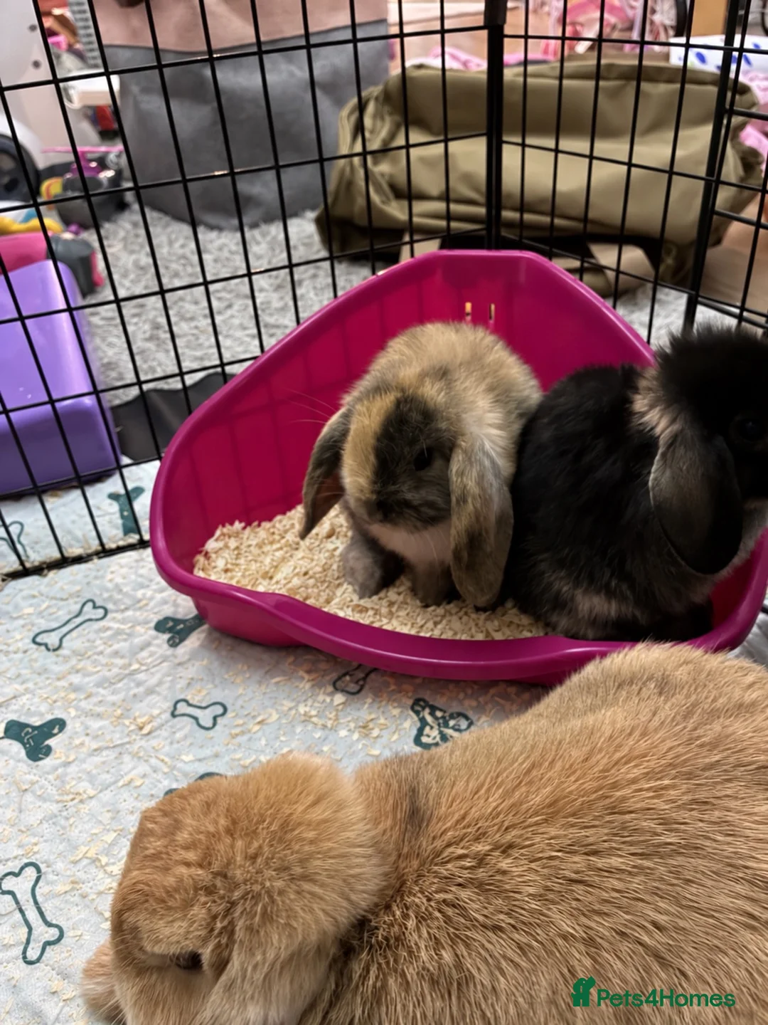 Mini Lop rabbits for sale: Mini lop babies - Advert 1