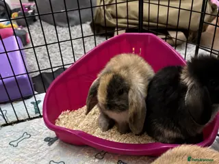 Mini Lop rabbits Mini lop babies - Advert 16