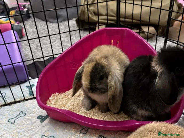 Mini Lop rabbits Mini lop babies - Advert 3