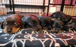 Miniature Dachshund dogs for sale: Miniature dachsund  - Image 7