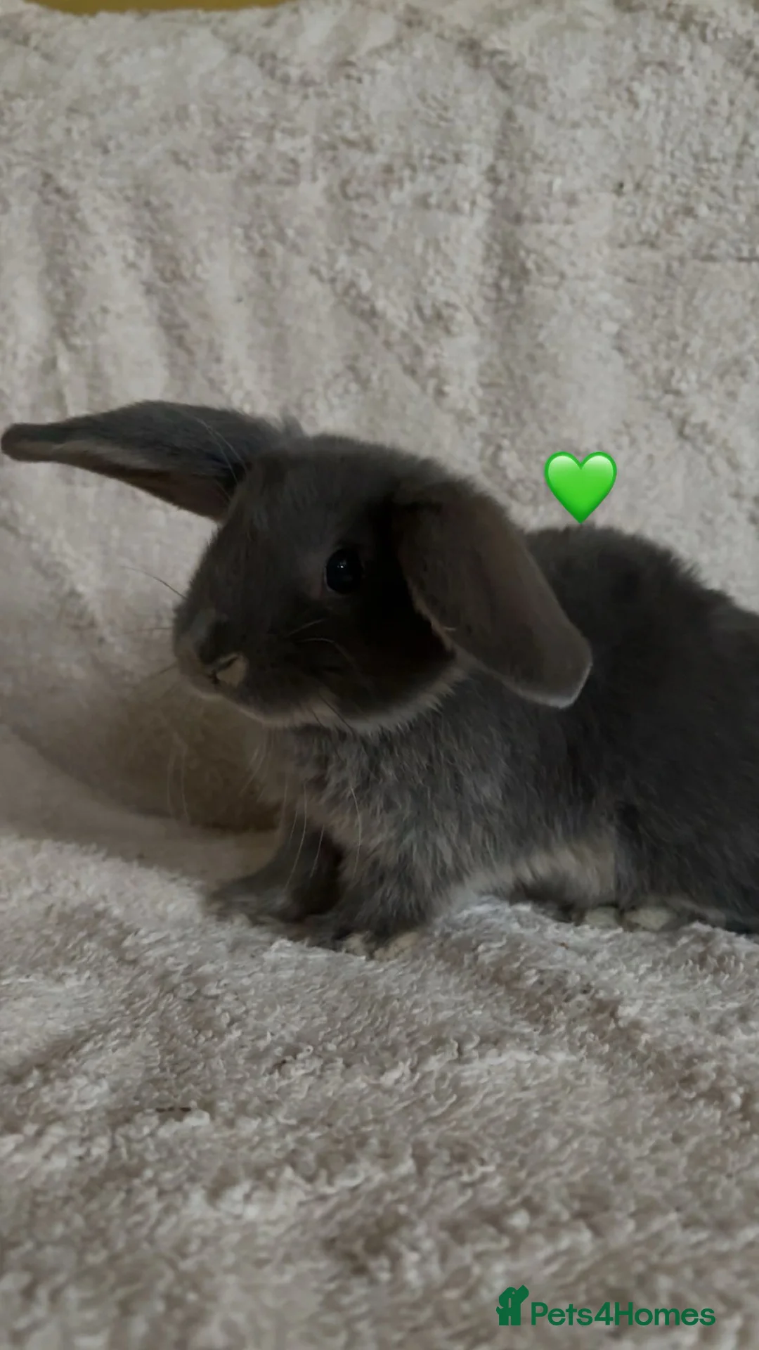 Mixed Breed rabbits for sale: baby rabbits now available - Advert 11