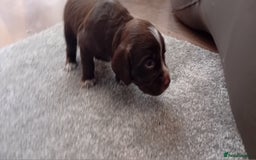 Cocker Spaniel dogs for sale: Working cocker wocker puppies - Image 13