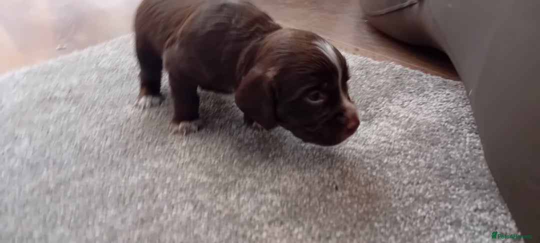 Cocker Spaniel dogs for sale: Working cocker wocker puppies - Image 13