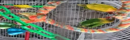 Lovebirds birds for sale: A pair of lovebirds  in Wolverhampton - Advert 1