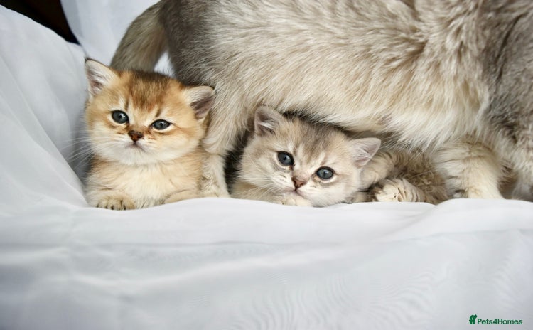 British Shorthair cats - Advert 3